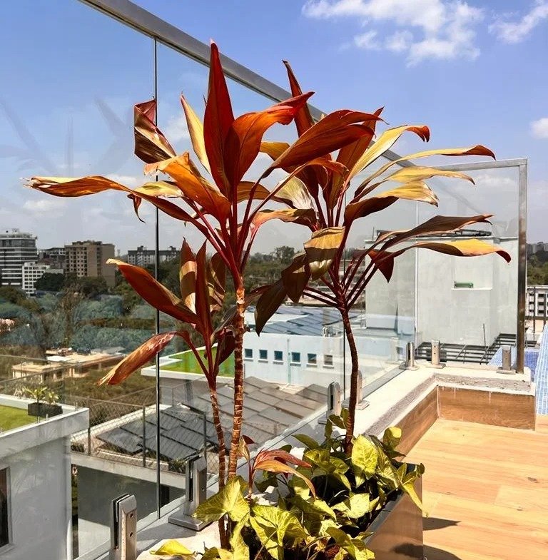 Imgi 129 WhatsApp Image 2022 12 17 at 21.59.04 1 768x785